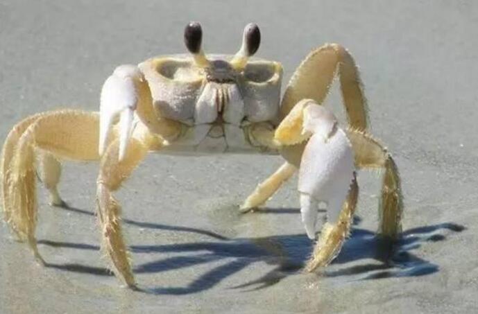 巨招潮蟹能吃吗?巨招潮蟹的图片
