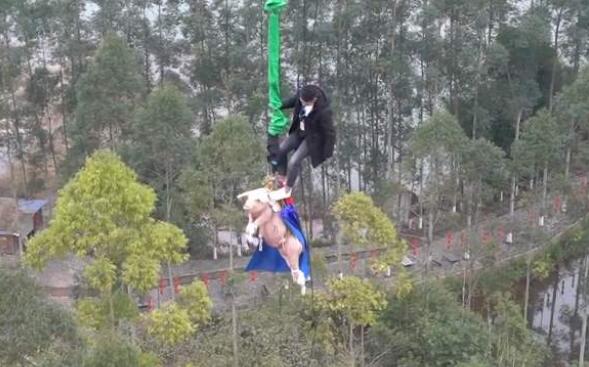 蹦极猪被送屠宰场,重庆景区回应金猪蹦极事件