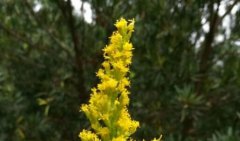 加拿大一枝黄花到底是什么?恶魔之花入侵河南