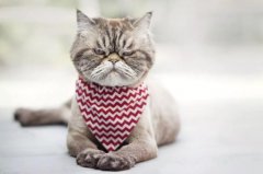 ������Ӧͬ�ô�ѧ����è�ж�,������Ա���ҵ�