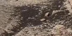 �������ë����ģ����������,ȫ���ʣһֻ�Ķ���