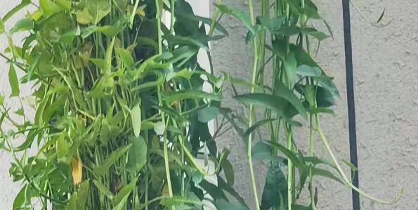 藤藤菜就是空心菜吗